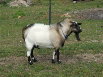 Goat Bucks - Southern Comfort Farm & Rabbitry
